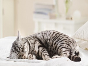 Postal: Gato gris dormido sobre una cama
