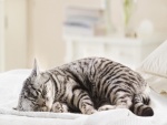 Gato gris dormido sobre una cama