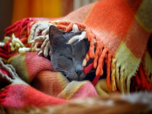 Postal: Gato dormido bajo una manta