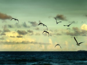 Aves volando sobre el mar