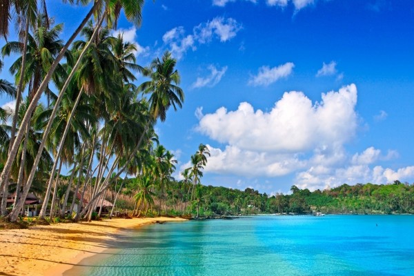 Playa cubierta de palmeras y vegetación