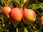 Manzanas madurando en el manzano