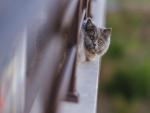 Gato asomado en una terraza
