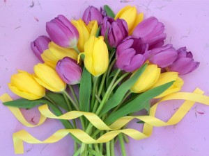 Postal: Un bello ramo de tulipanes de color púrpura y amarillo