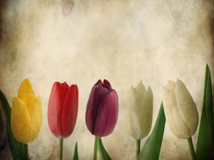 Bellos tulipanes
