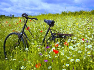 Bicicleta en un prado con flores de colores