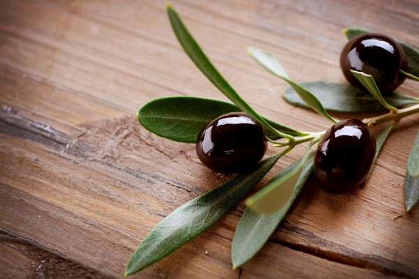 Aceitunas negras en una rama de olivo