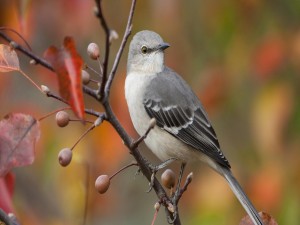 Pájaro gris en una rama otoñal