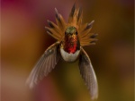 Frente a un colibrí