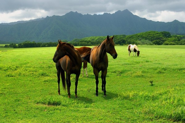 Hermosos caballos en un prado verde