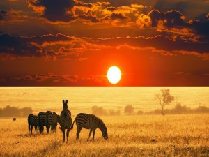 Gran sol africano iluminando a las cebras