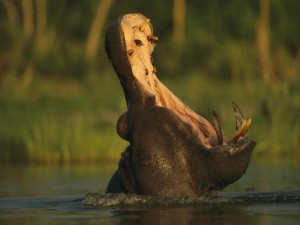 La gran boca de un hipopótamo
