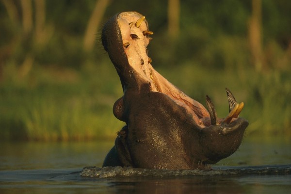 La gran boca de un hipopótamo