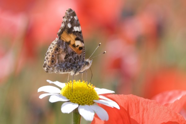 Mariposa sobre una margarita