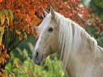 Hermoso caballo junto a un árbol