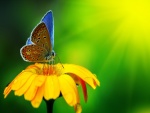 Mariposa sobre una gran flor amarilla