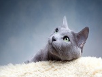 Gato gris sobre una alfombra blanca