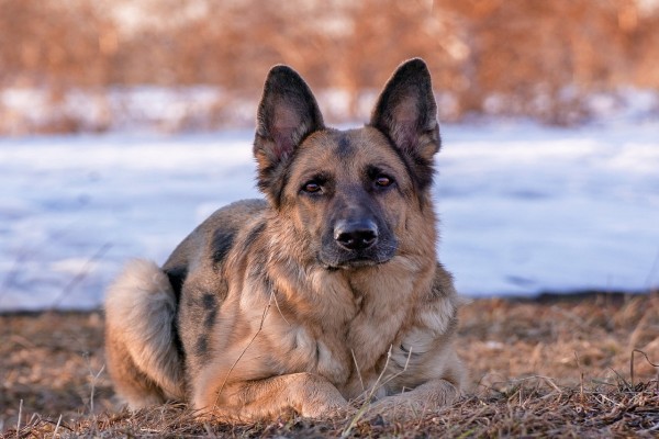 Bello perro pastor alemán