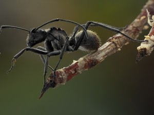 Hormiga en una rama