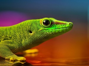 Postal: Cabeza y patas delanteras de un lagarto verde