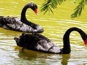 Postal: Cisnes negros en el agua