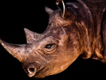 Cara de un rinoceronte