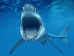 Grandes mandíbulas de un tiburón blanco