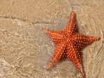 Estrella de mar naranja en la orilla de una playa