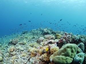 Postal: Pequeños peces nadando cerca de los corales