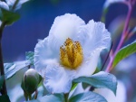 Bella flor blanca con estambres amarillos