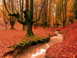 Hermoso bosque en otoño