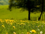 Flores amarillas en un prado verde