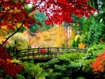 Puente entre árboles de colores