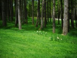 Narcisos creciendo en el interior de un bosque