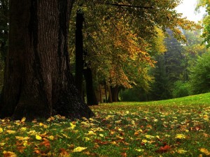 Postal: Bosque al comienzo del otoño