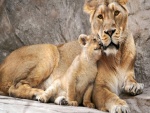Cachorro de león junto a su madre
