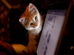 Gatito mirando la pantalla de un ordenador