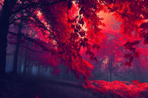 Bosque rojo