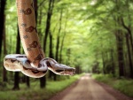 Serpiente colgada en medio de un camino