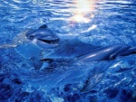 Delfines 3D en el agua azul