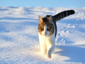 Postal: Un gato corriendo sobre la nieve