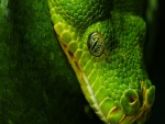La cabeza de una serpiente verde