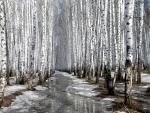 Un bosque helado
