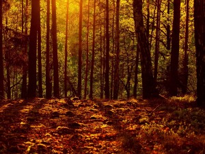 Sol iluminando el corazón del bosque