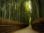 Paseo por un bosque de bambú