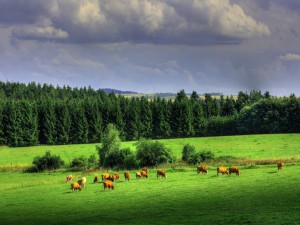 Vacas en un gran prado verde
