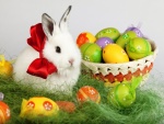 Huevos de Pascua junto a un tierno y adorable conejito blanco