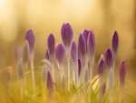 Bellas flores primaverales color púrpura