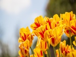Tulipanes amarillos con rayas rojas