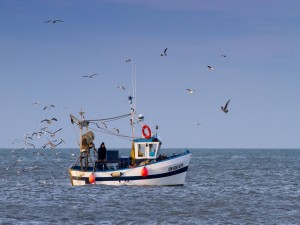 Gaviotas volando sobre un barco pesquero